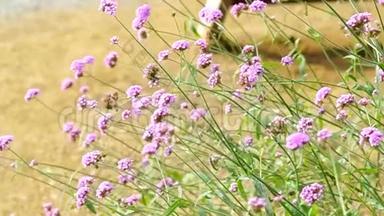 风<strong>中草</strong>地上的紫色花朵